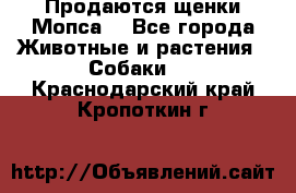 Продаются щенки Мопса. - Все города Животные и растения » Собаки   . Краснодарский край,Кропоткин г.